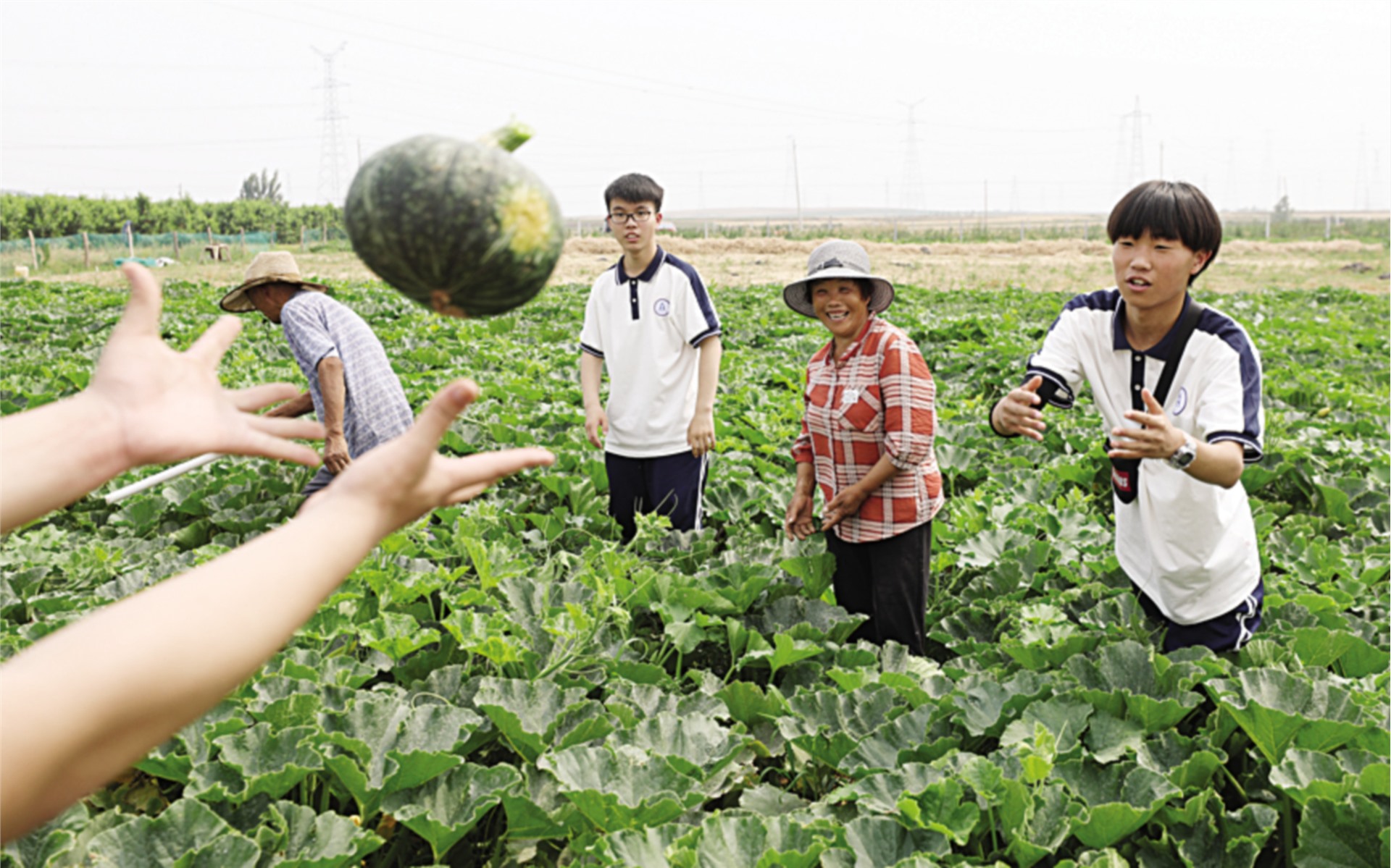 云南小瓜摄影图__蔬菜_生物世界_摄影图库_昵图网nipic.com